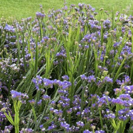 Hipster Blue, Statice Seeds - Packet image number null